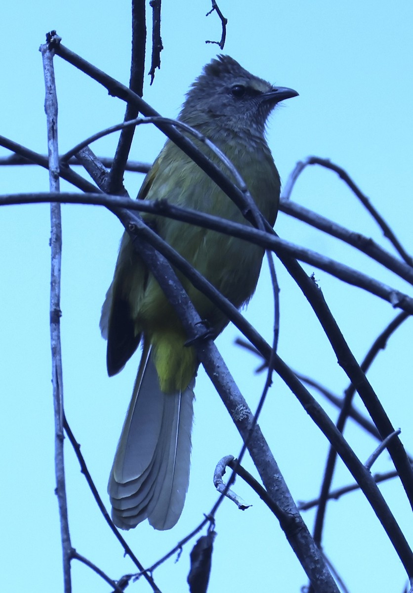Flavescent Bulbul - ML652121841