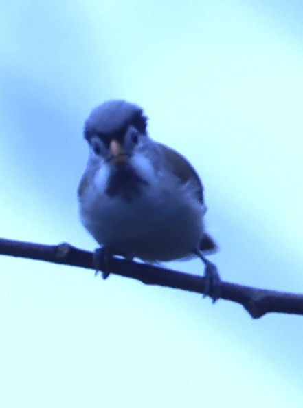 Gray-headed Parrotbill - ML652121863