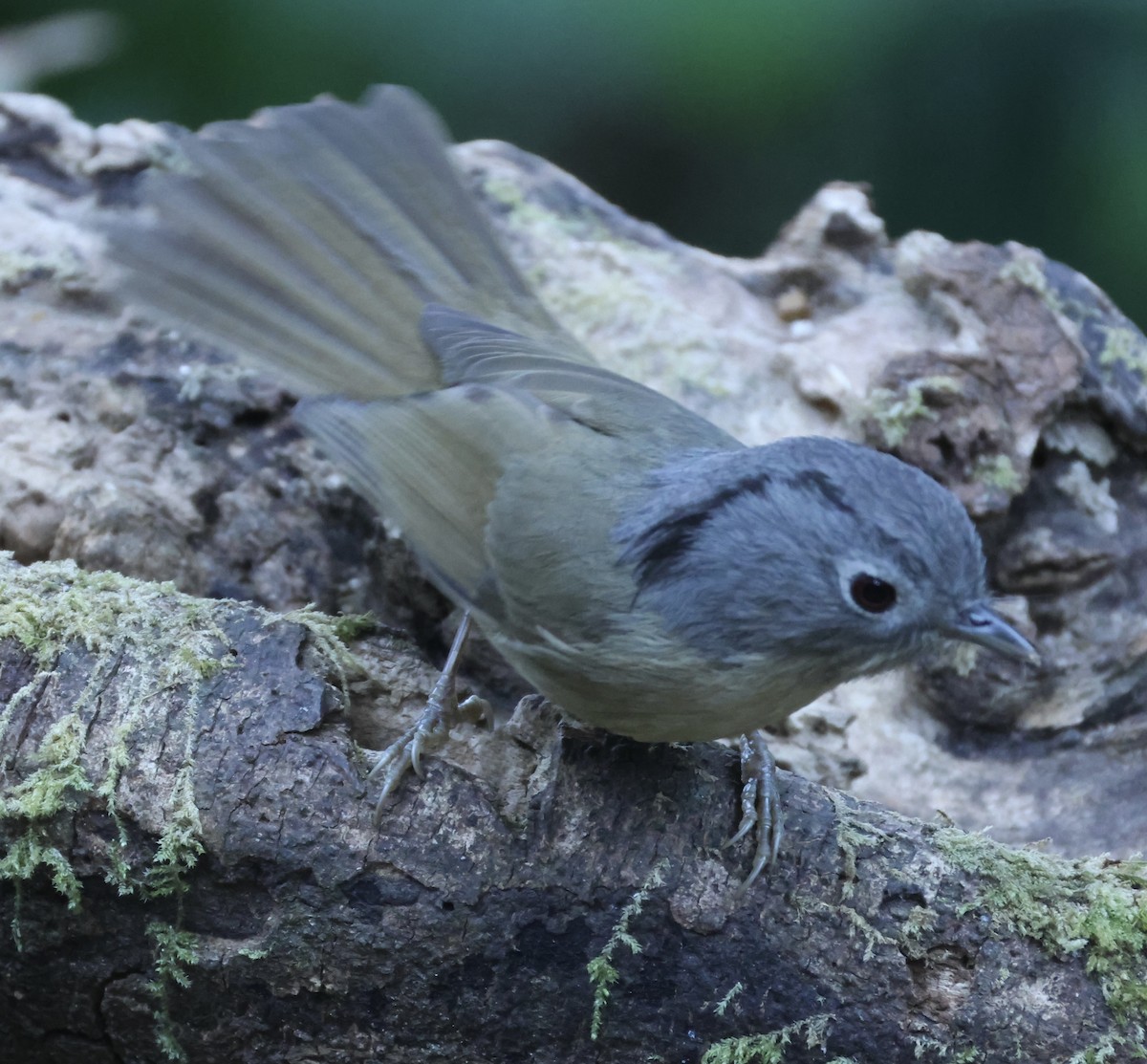 Yunnan Fulvetta - ML652121883