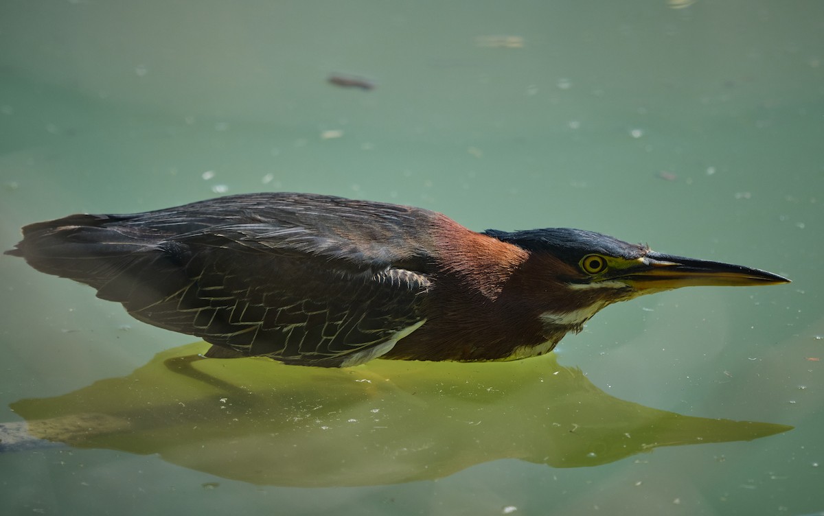 Héron vert - ML652121893