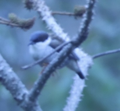 Himalayan Cutia - ML652121894