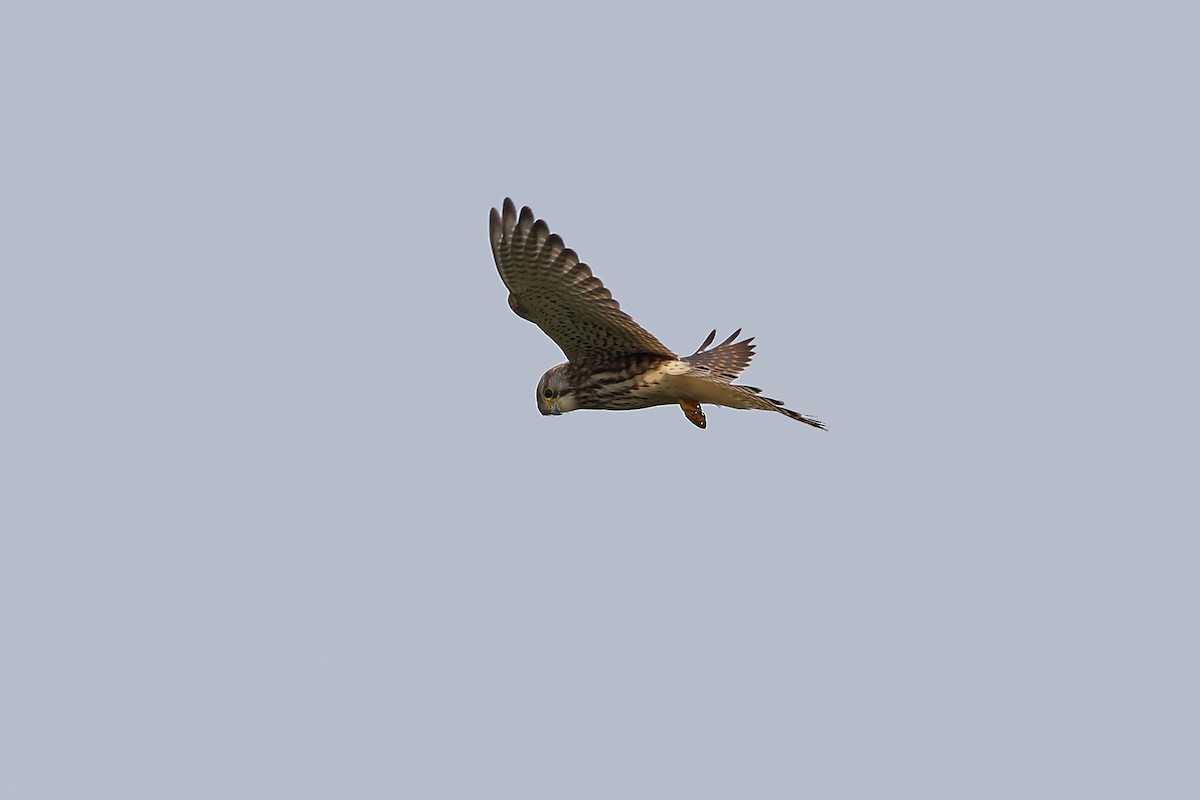 Eurasian Kestrel - ML65212191