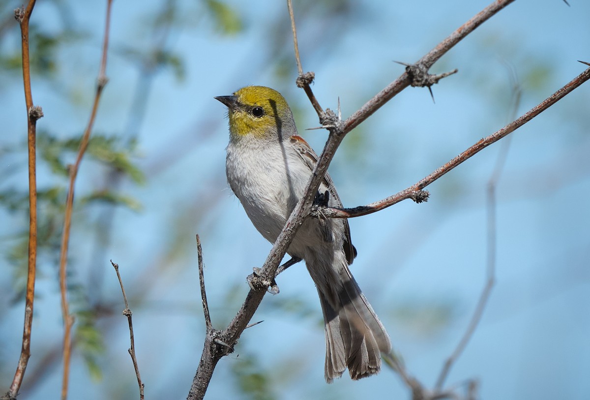 Auripare verdin - ML652121911