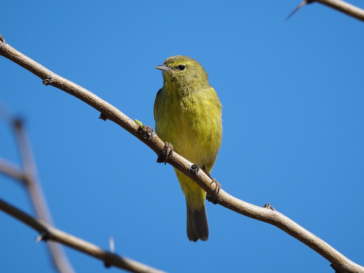 Paruline verdâtre - ML652121922