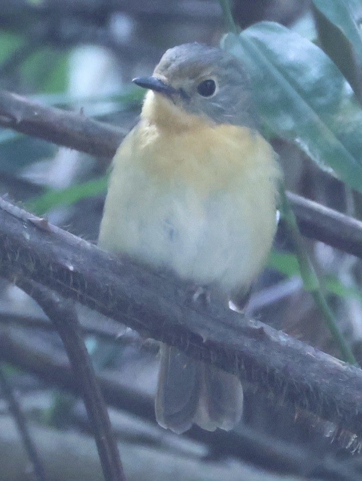 Hill Blue Flycatcher - ML652121970