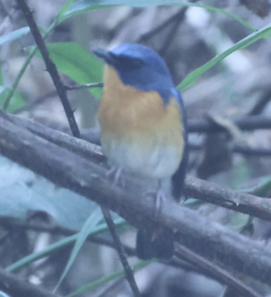 Hill Blue Flycatcher - ML652121971