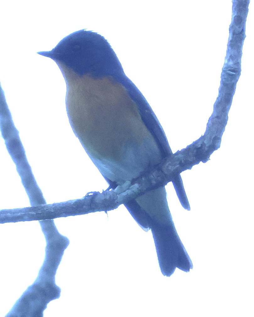 Slaty-backed Flycatcher - ML652122007