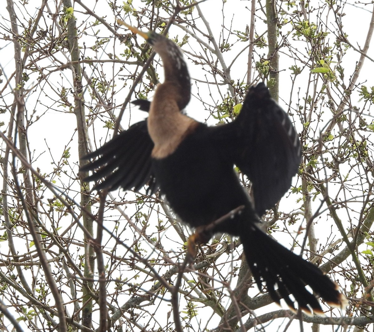 Anhinga - ML652122242
