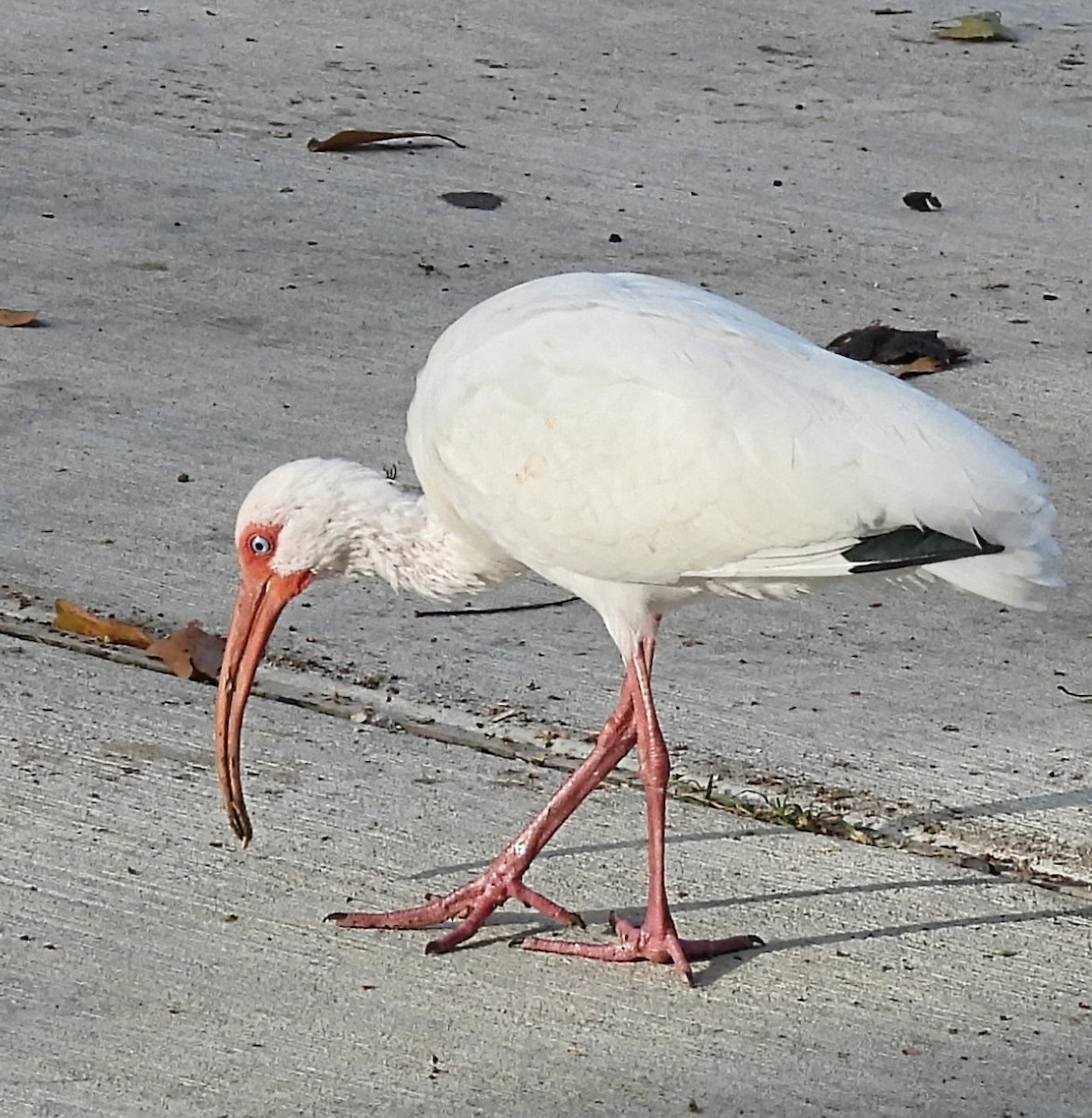 White Ibis - ML652122247