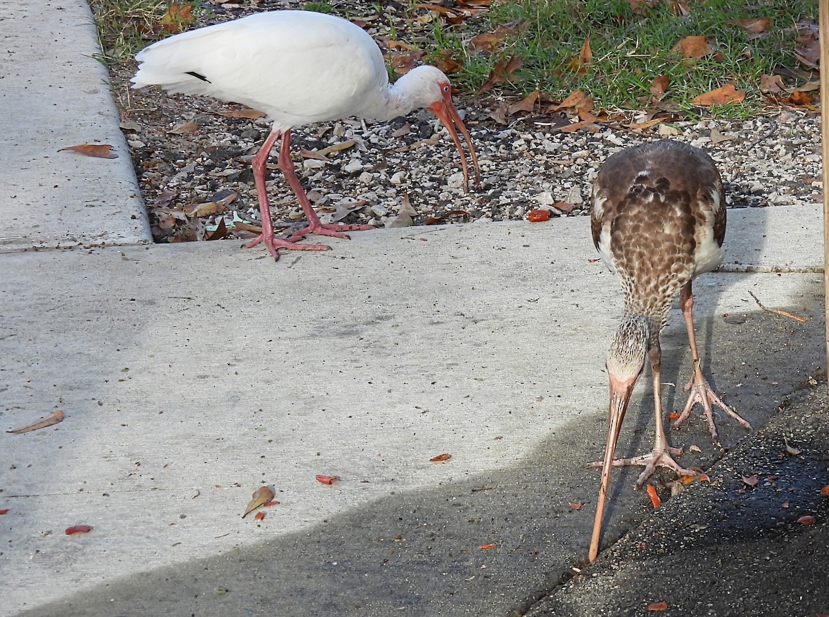 White Ibis - ML652122252