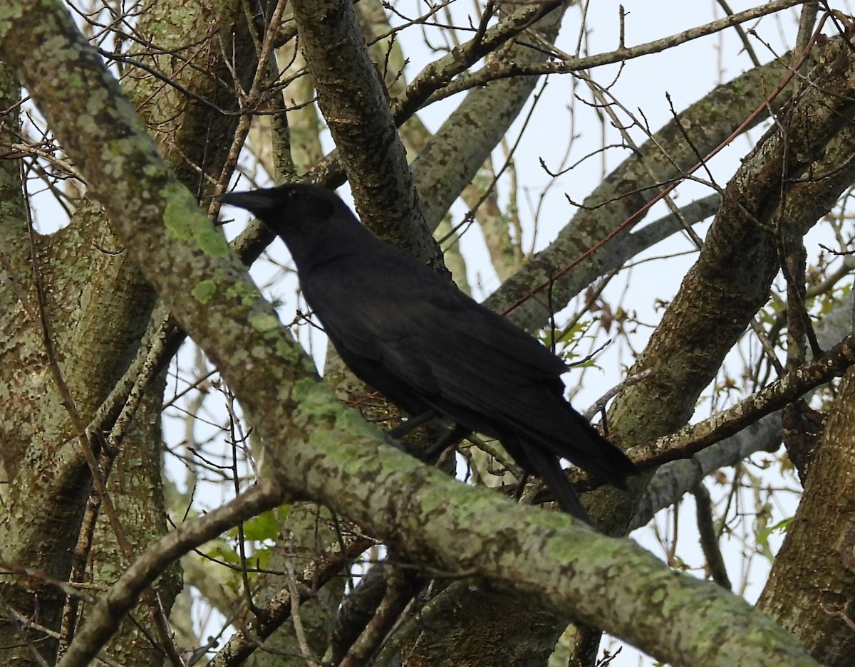 Fish Crow - ML652122258