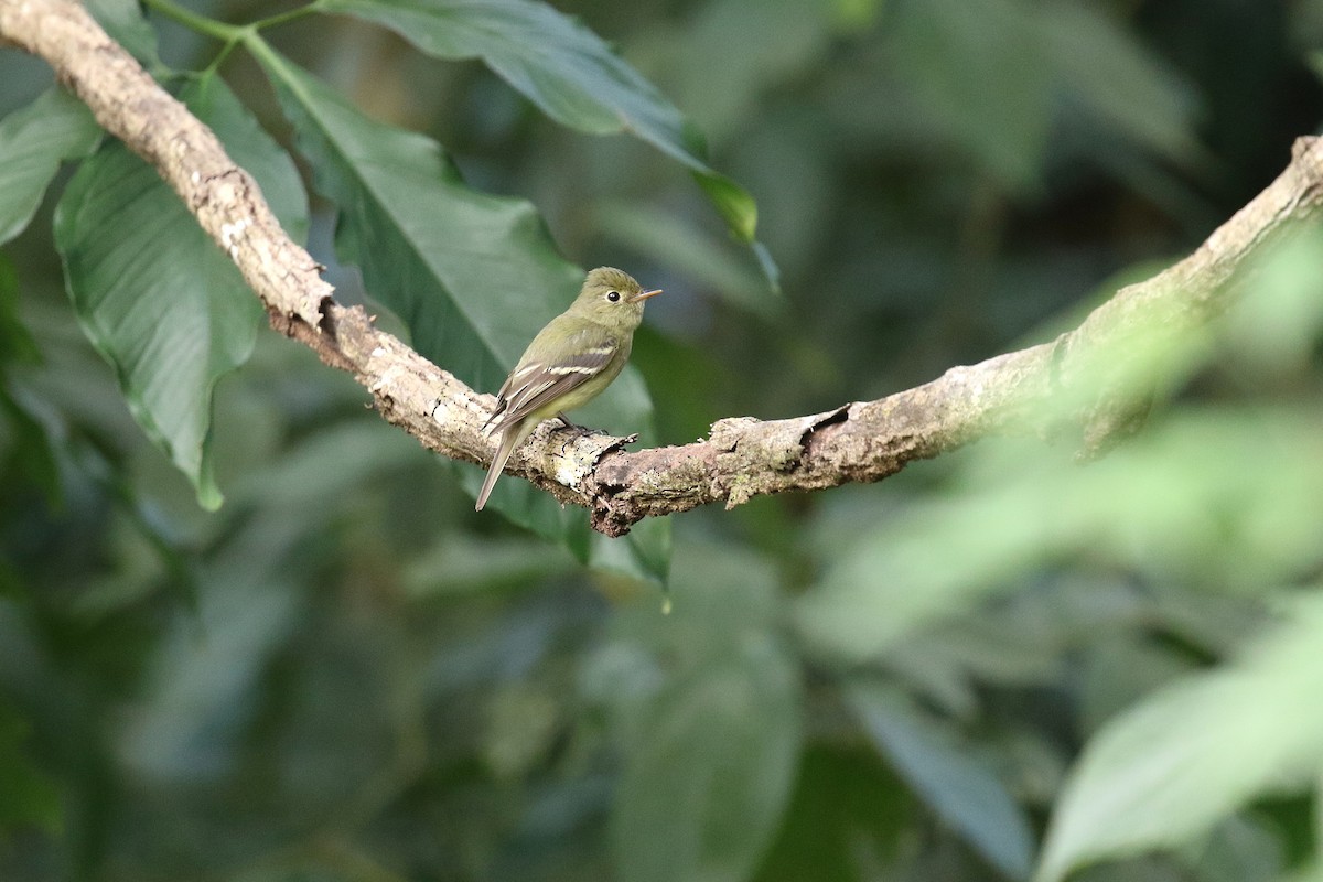 Желтобрюхий мухолов - ML652122282