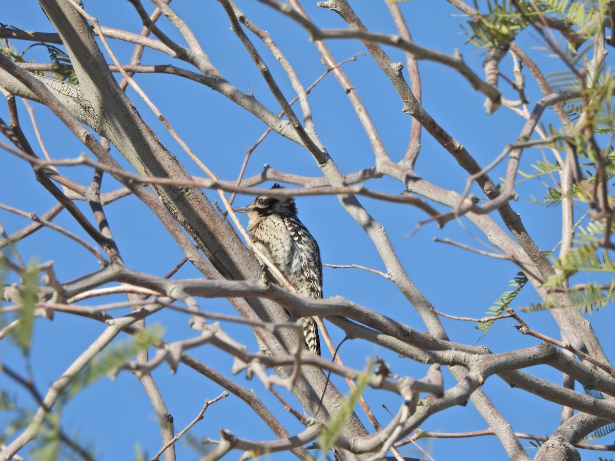 Ladder-backed Woodpecker - ML652122396