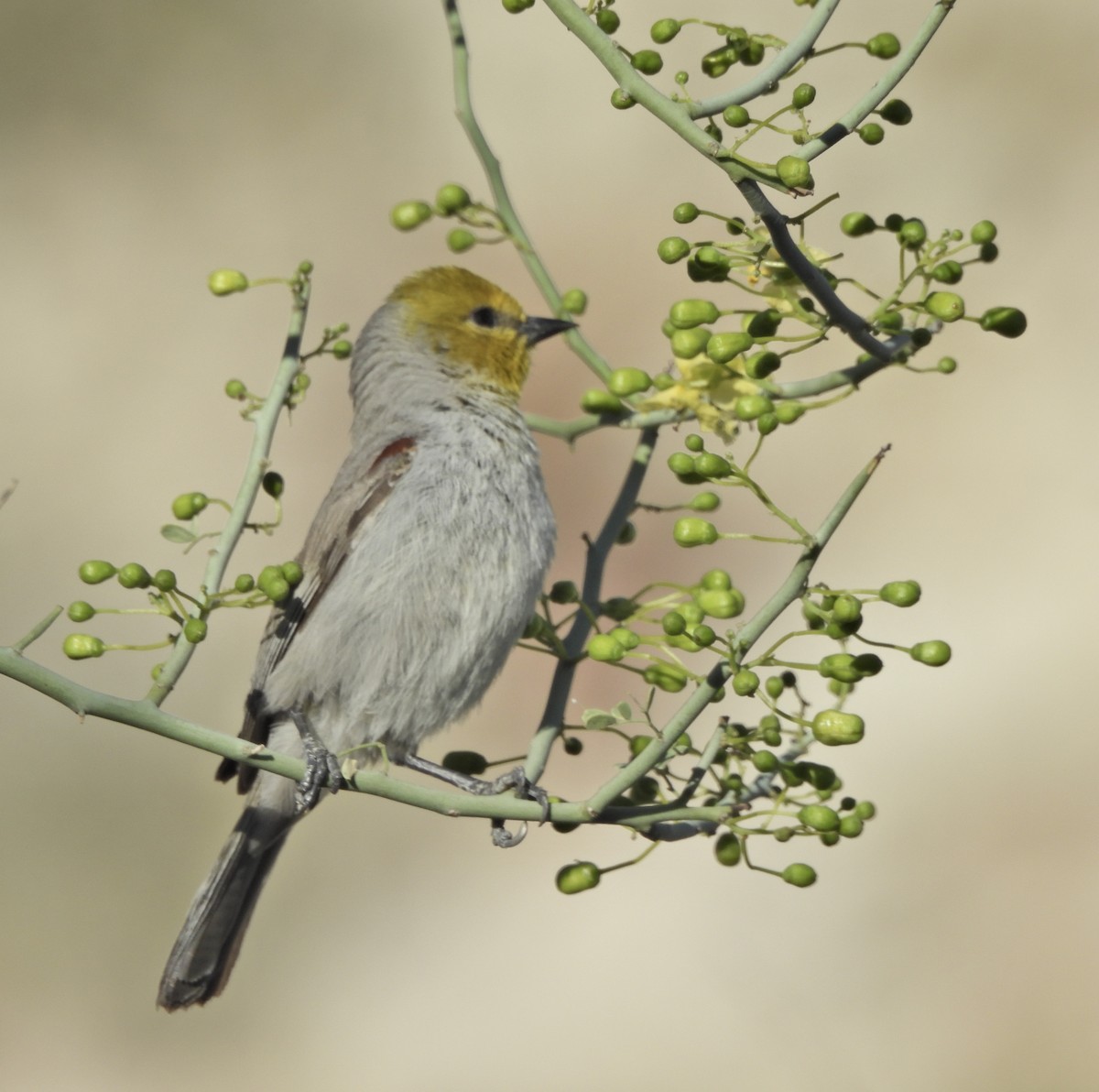 Verdin - ML652122408