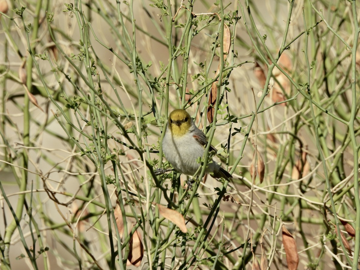 Verdin - ML652122409