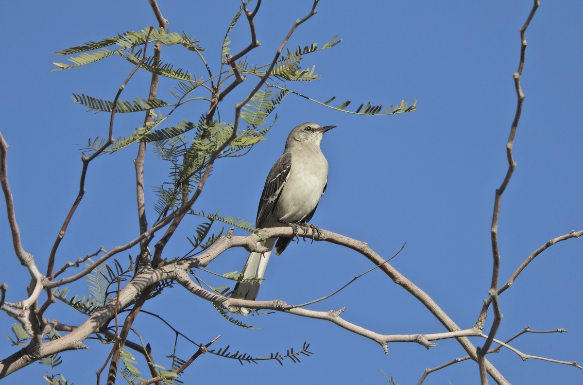 Northern Mockingbird - ML652122414