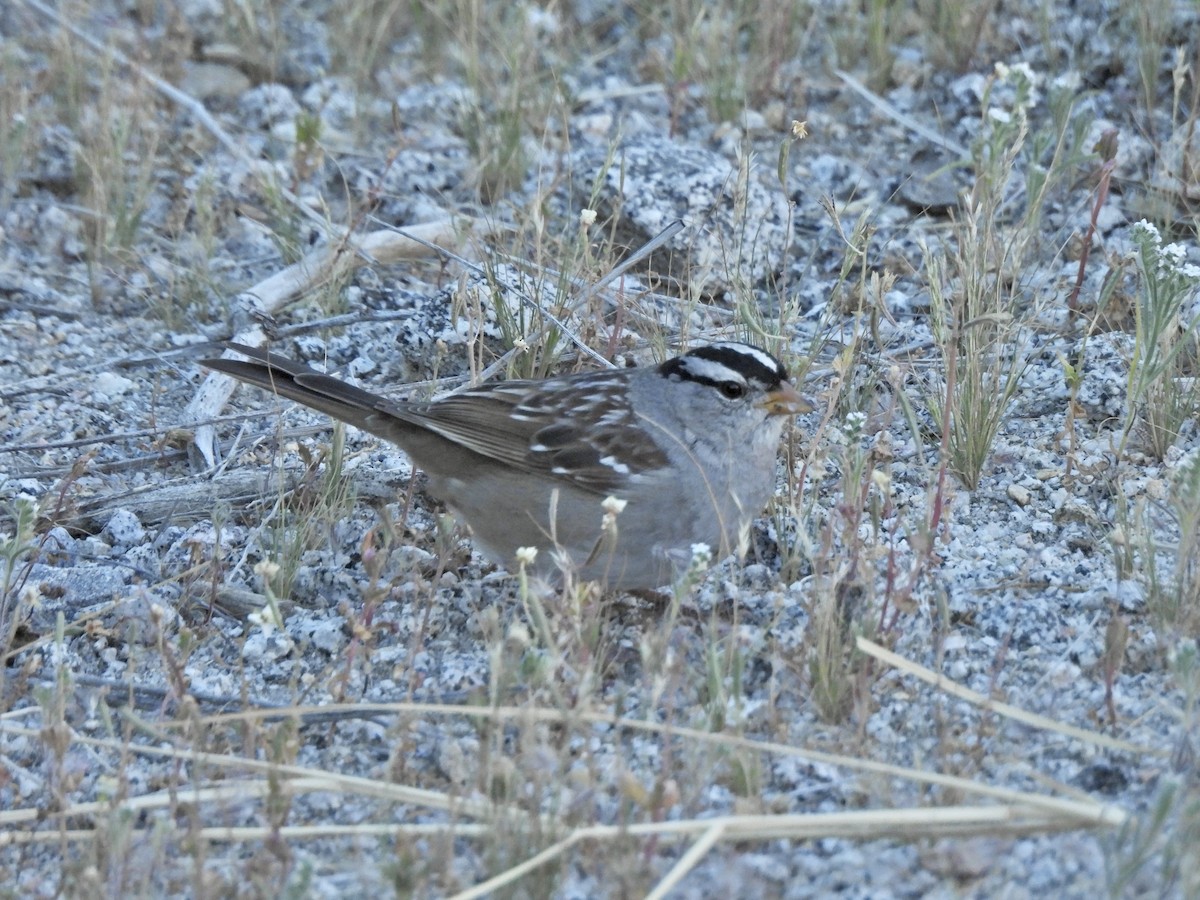 White-crowned Sparrow - ML652122421