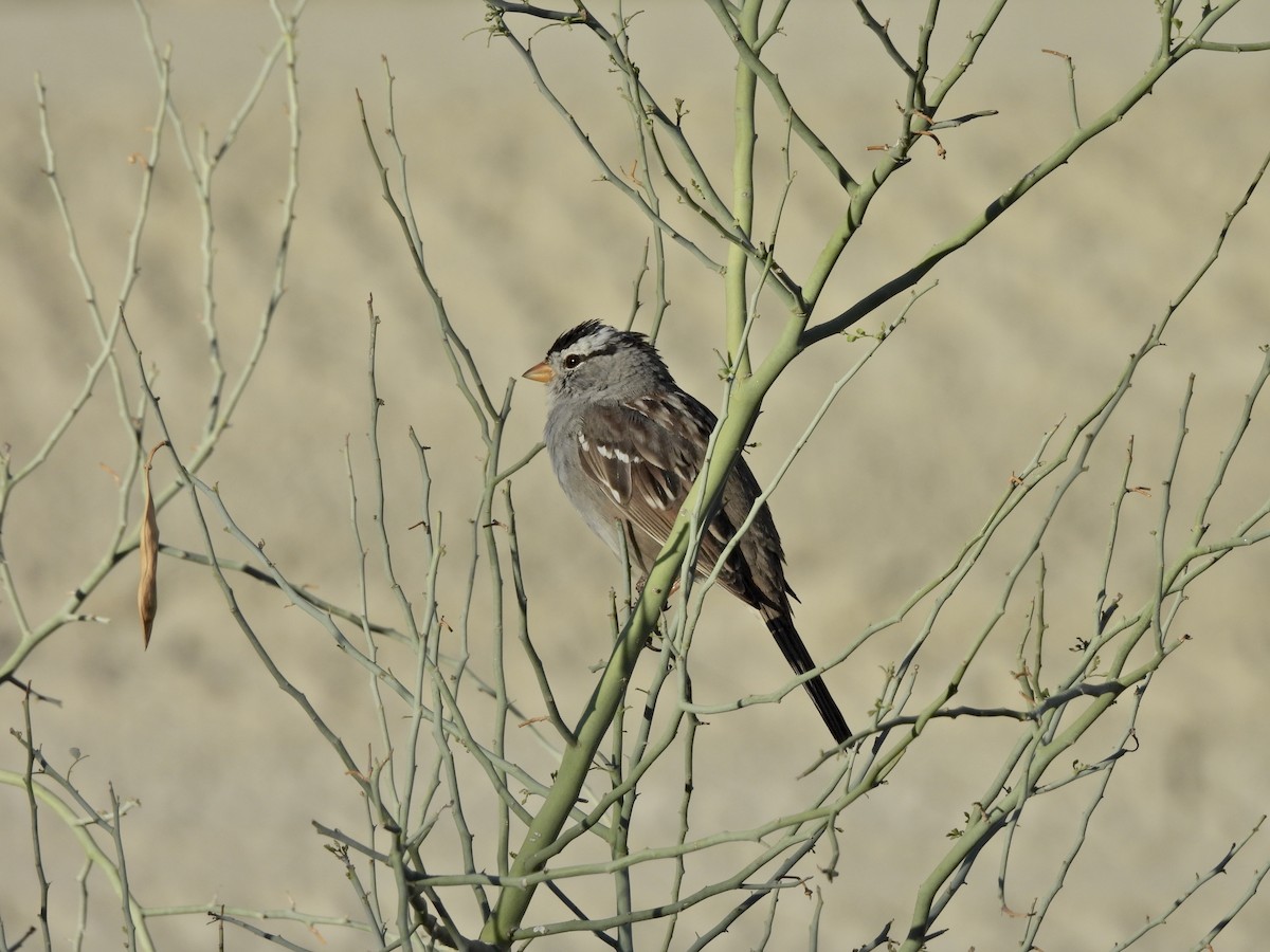 White-crowned Sparrow - ML652122424