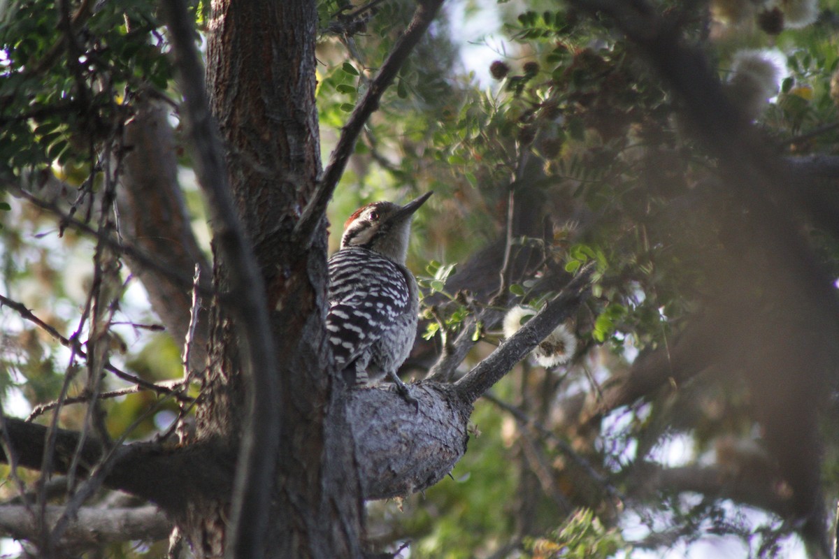Ladder-backed Woodpecker - ML652122469
