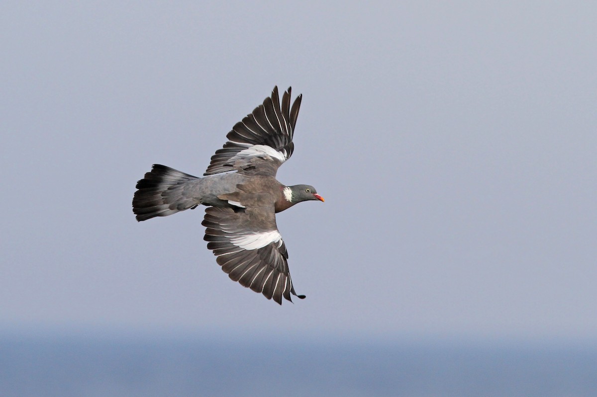 Common Wood-Pigeon - ML65212251