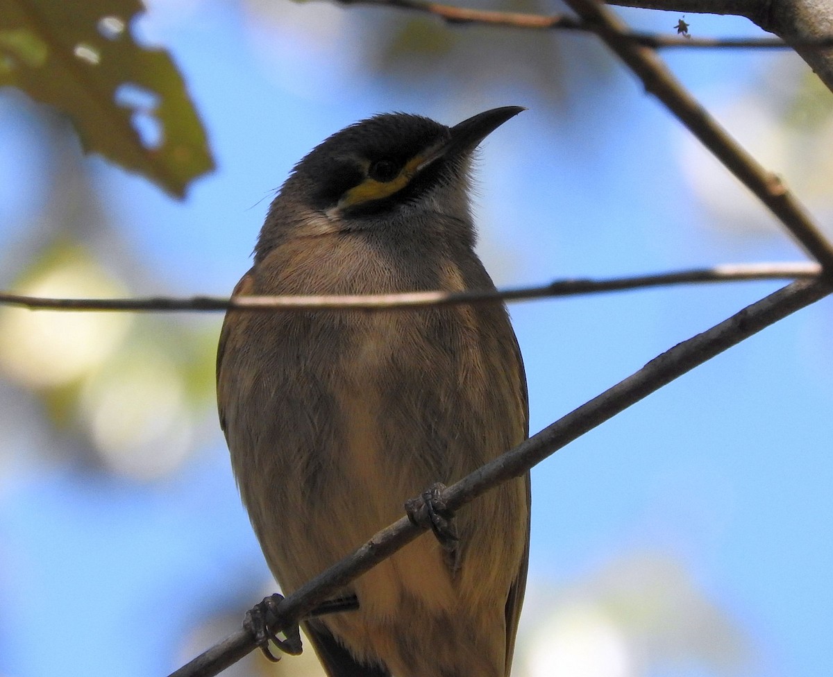 Yellow-faced Honeyeater - Chris Burwell