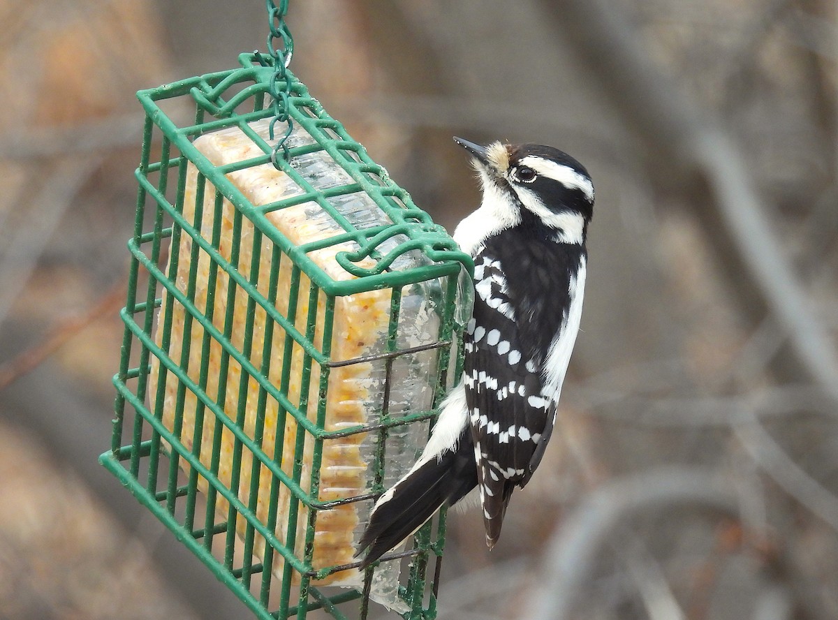 strakapoud osikový - ML652123007