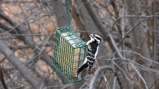 strakapoud osikový - ML652123011