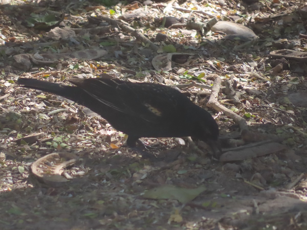 Еполетник червоноплечий - ML652123049