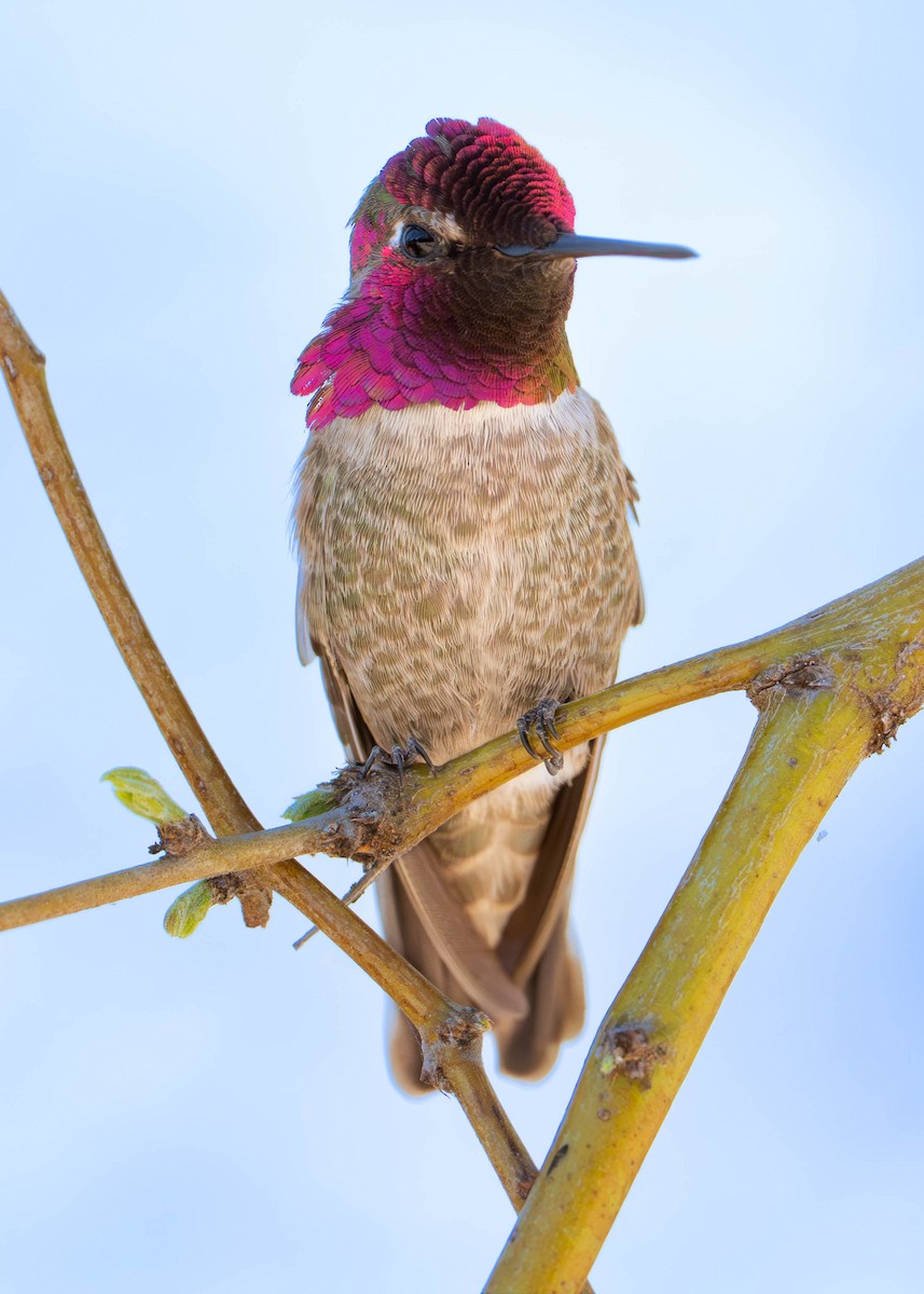 Colibri d'Anna - ML652123050