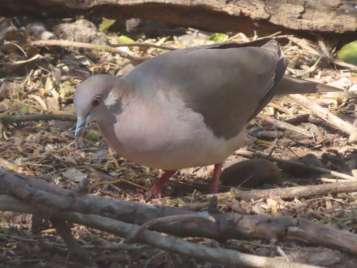 Горличка білолоба - ML652123054