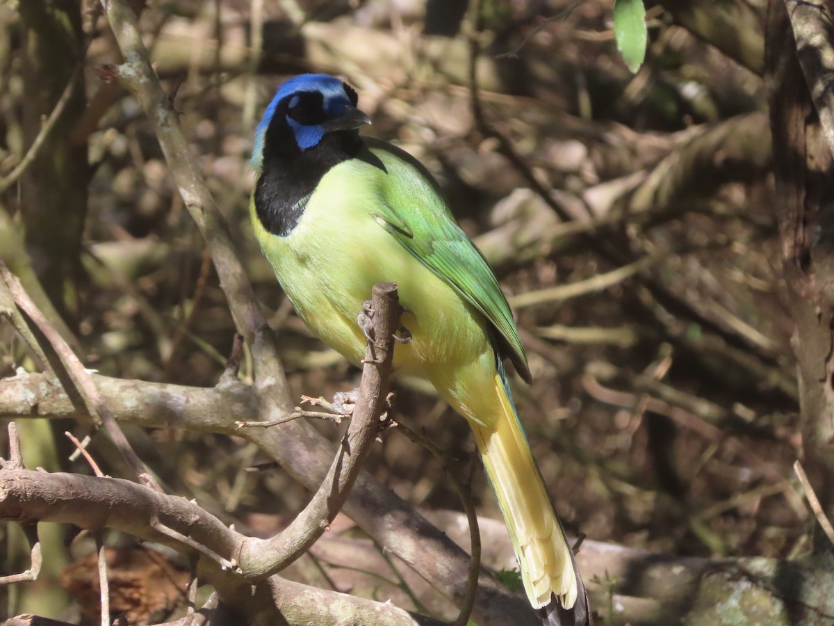 Пая зелена - ML652123058