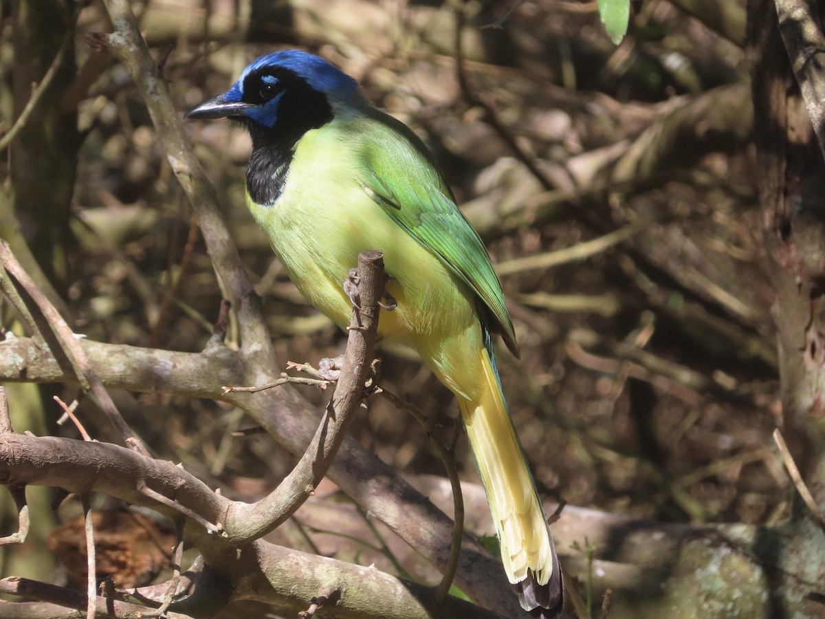 Пая зелена - ML652123059