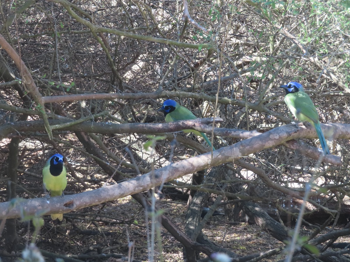 Пая зелена - ML652123125