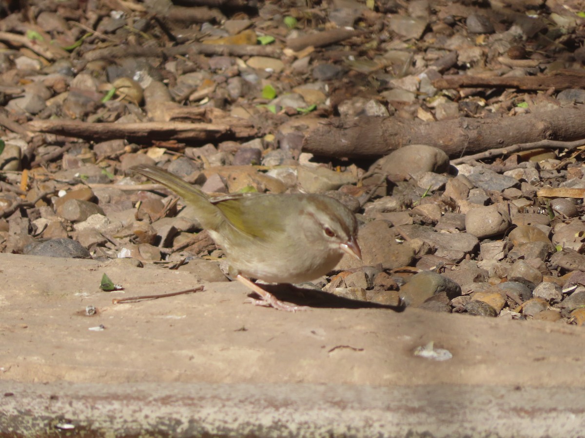 Риджвея оливкова - ML652123130