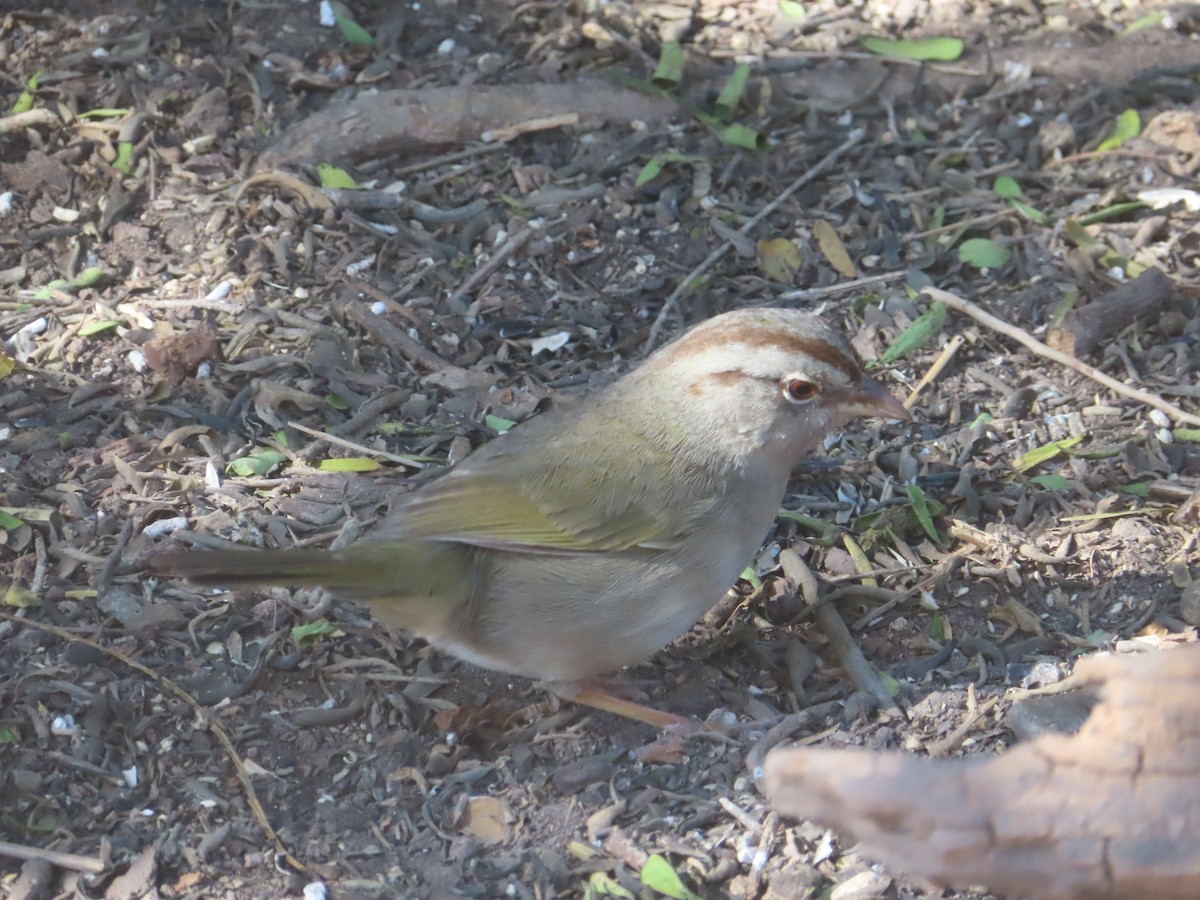 Риджвея оливкова - ML652123132