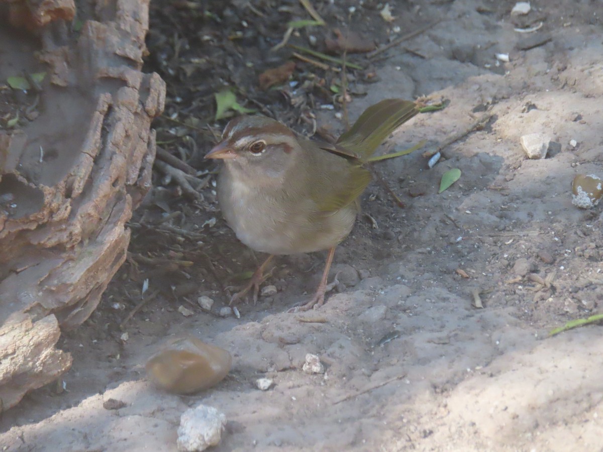 Риджвея оливкова - ML652123144