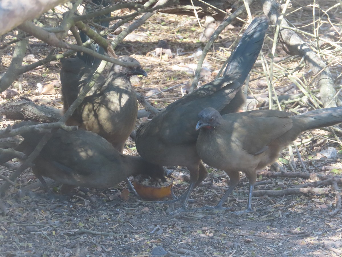 Чачалака східна - ML652123147