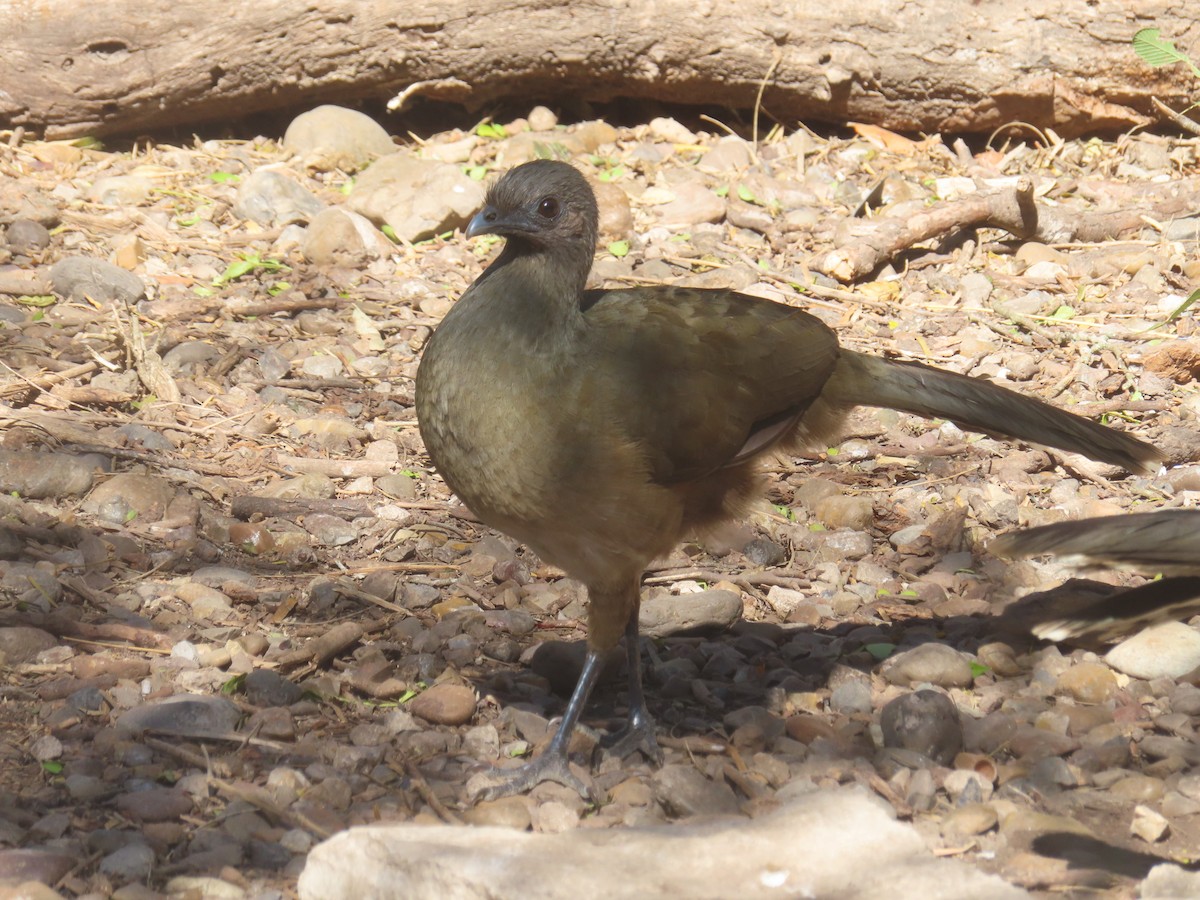 Чачалака східна - ML652123149