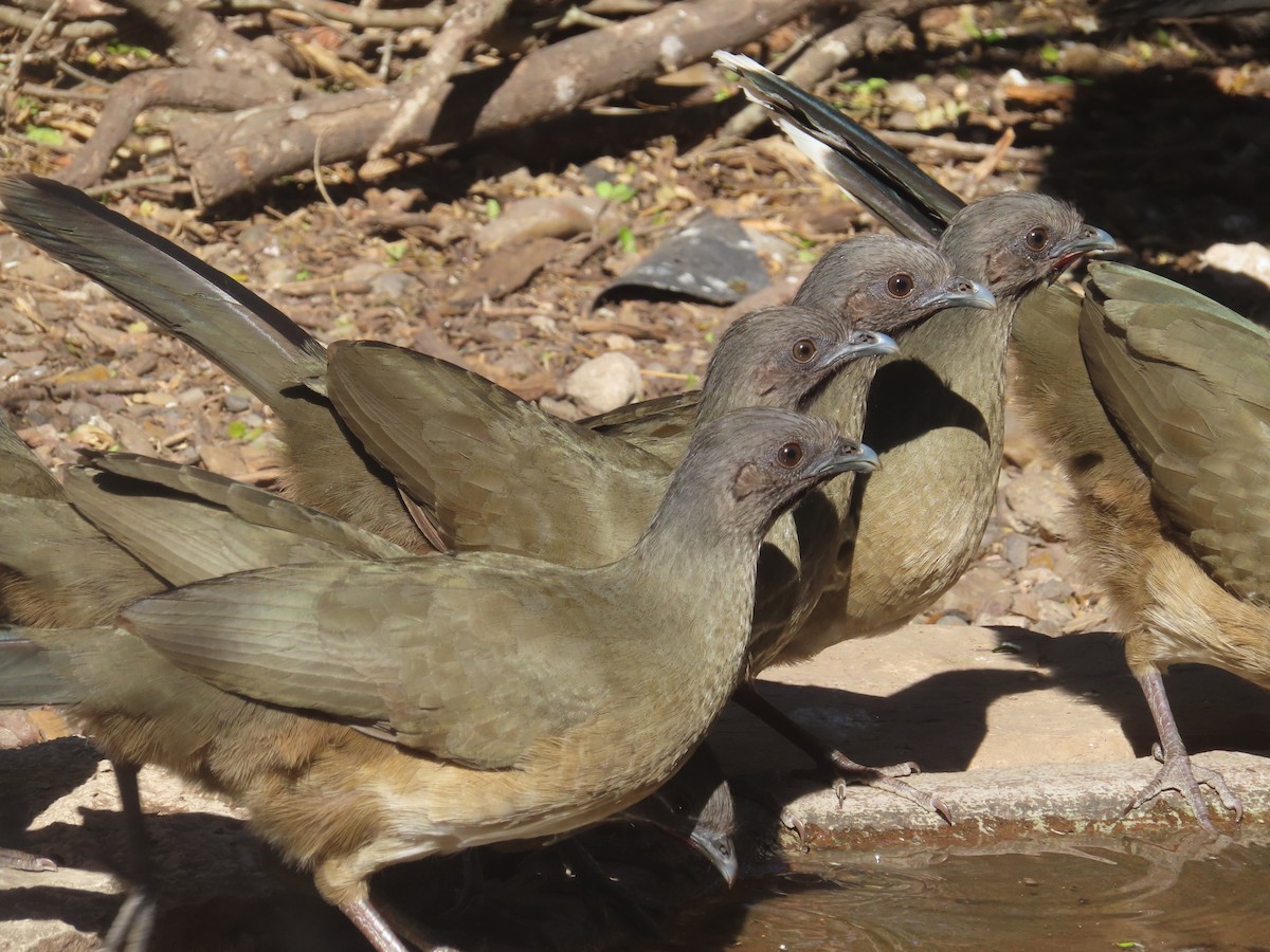 Чачалака східна - ML652123150