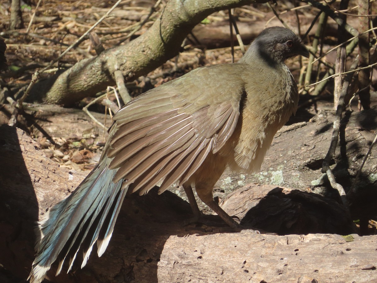 Чачалака східна - ML652123154