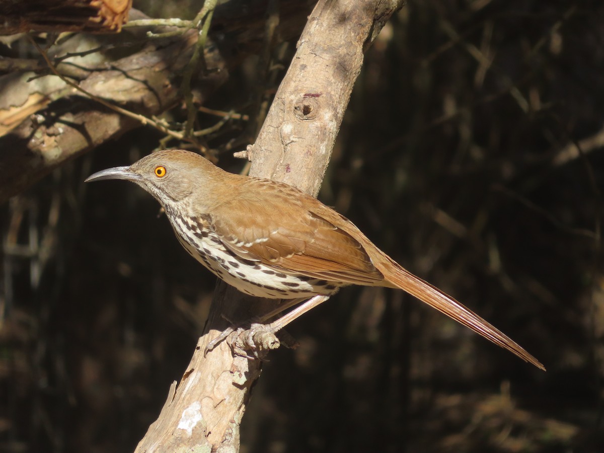 Тремблер рудий - ML652123163