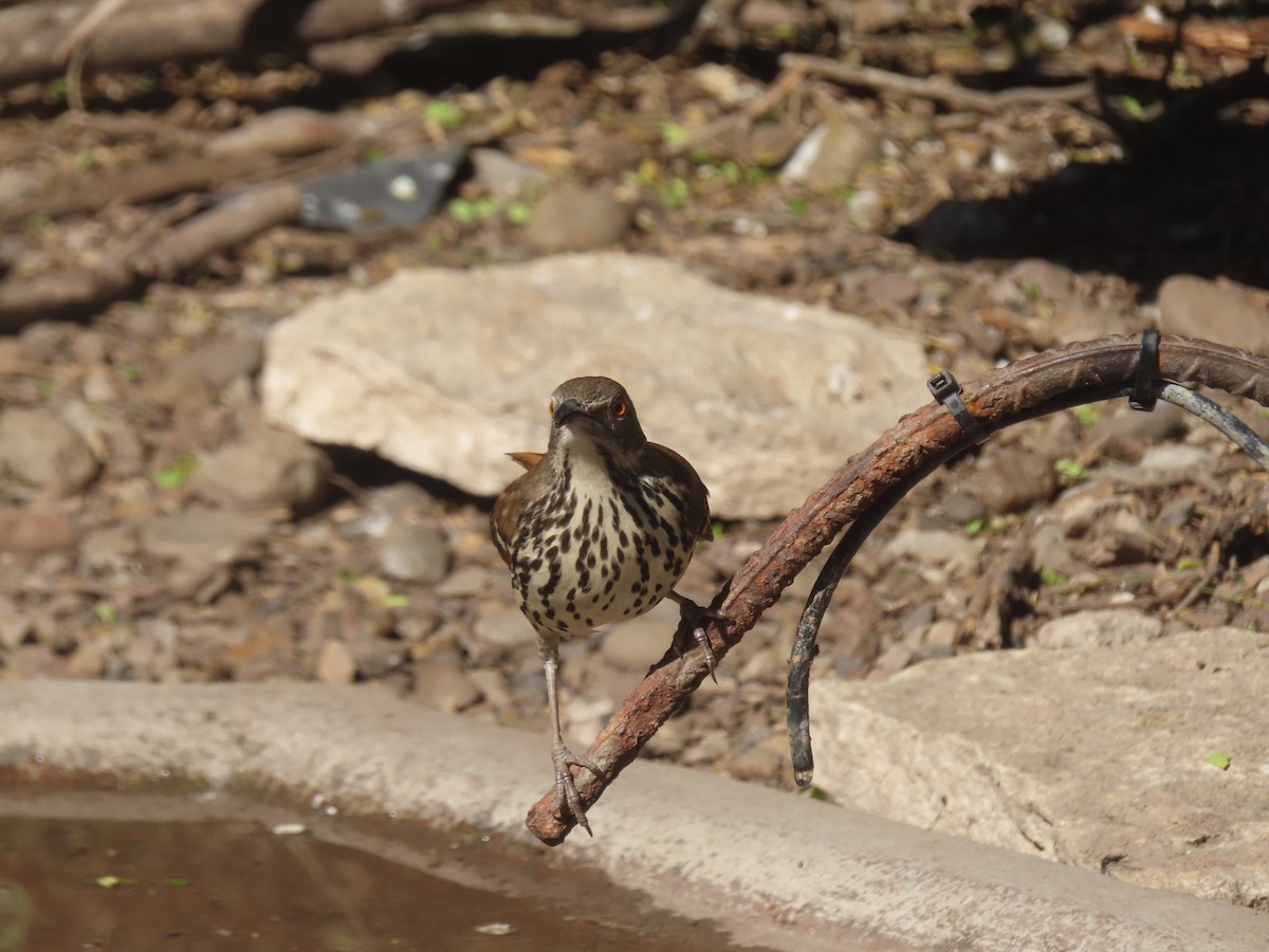 Тремблер рудий - ML652123167
