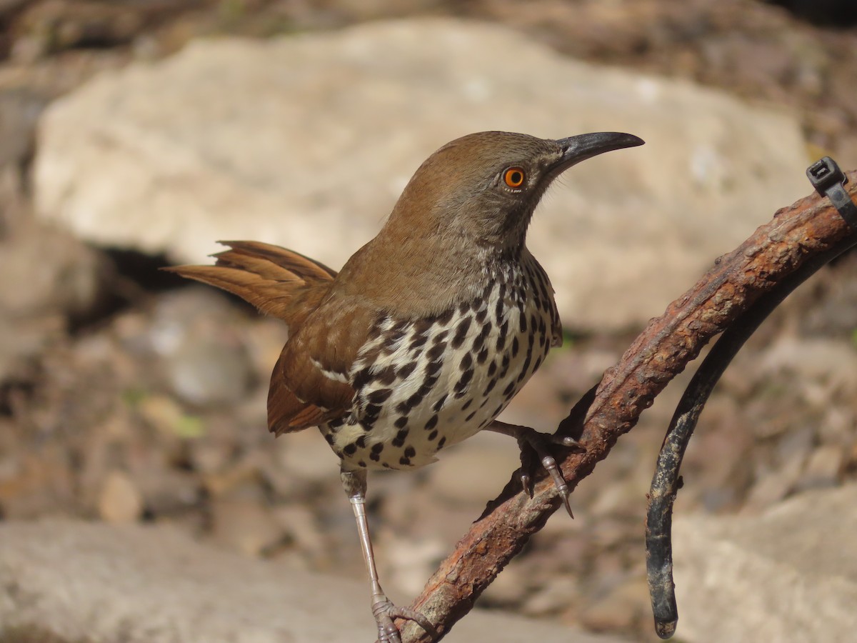 Тремблер рудий - ML652123172