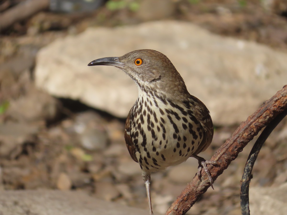 Тремблер рудий - ML652123174