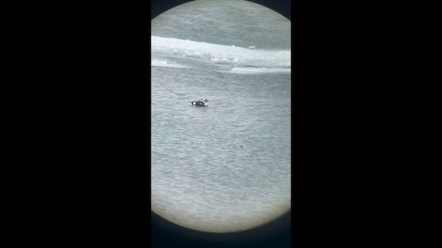 Пухівка горбатодзьоба - ML652123176