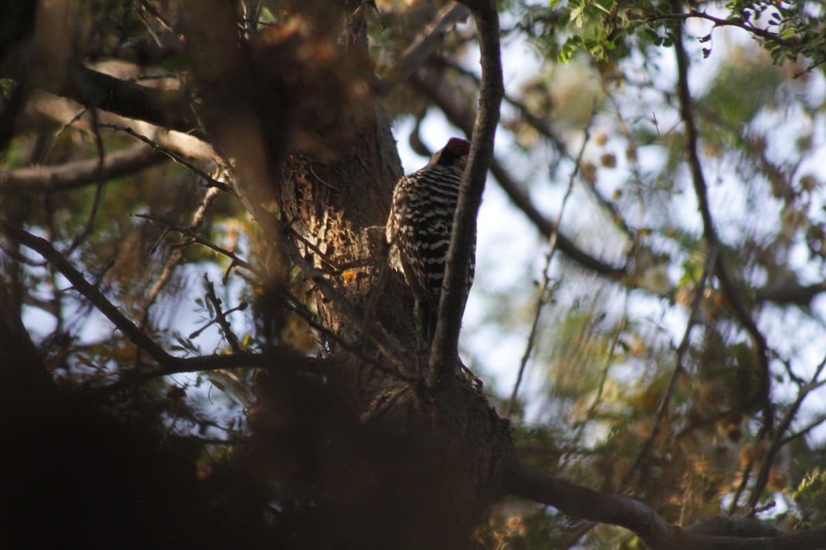Ladder-backed Woodpecker - ML652123552