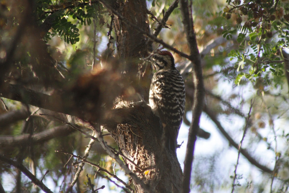Ladder-backed Woodpecker - ML652123553