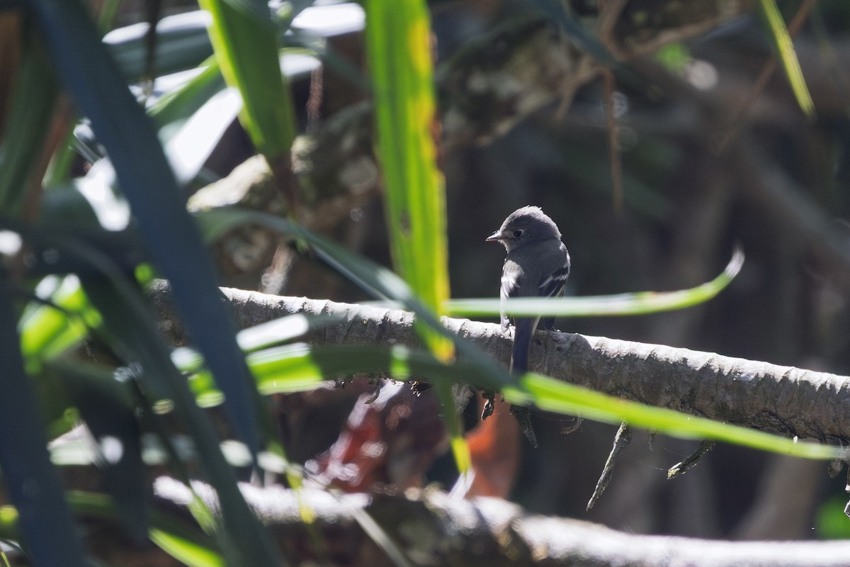 Желтобрюхий мухолов - ML652123893