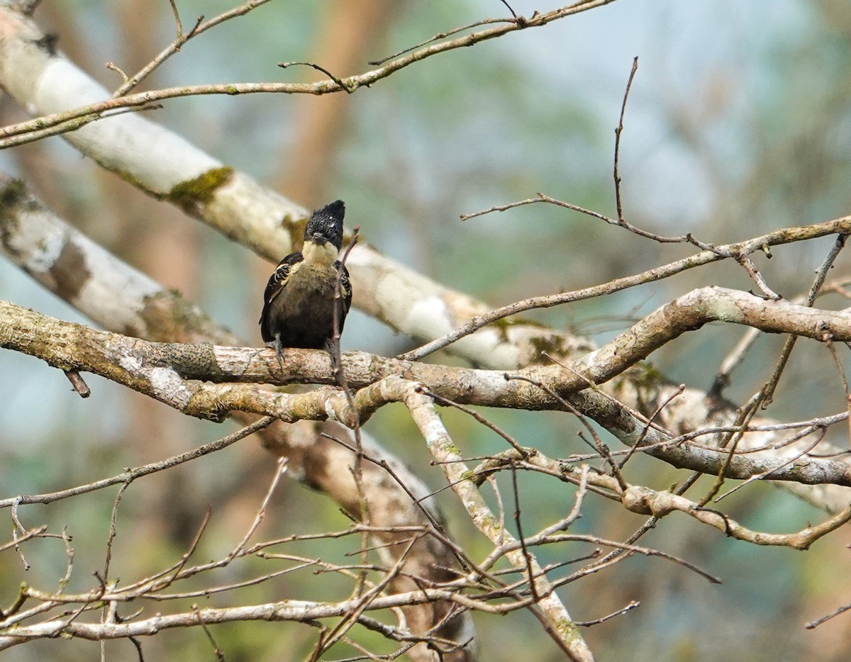 Heart-spotted Woodpecker - ML652124117