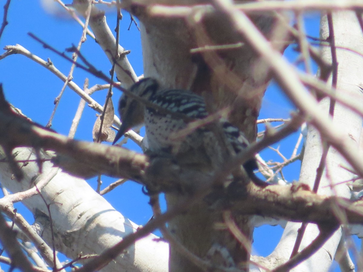 Ladder-backed Woodpecker - ML652124125